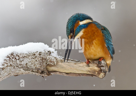 Kingfisher (Alcedo atthis) guarda verso il basso Foto Stock