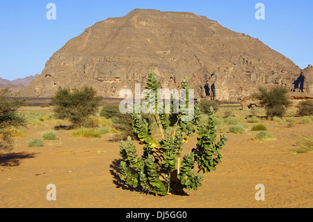 Apple di Sodoma, Milkweed Foto Stock