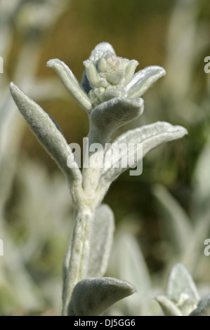 Agnelli orecchio, Stachys byzantina Foto Stock