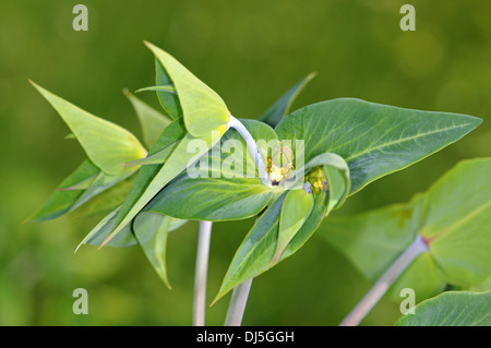Cappero di euforbia, Euphorbia lathyris Foto Stock