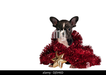 Carino bulldog francese cucciolo con ornamento di Natale isolato su sfondo bianco . Foto Stock
