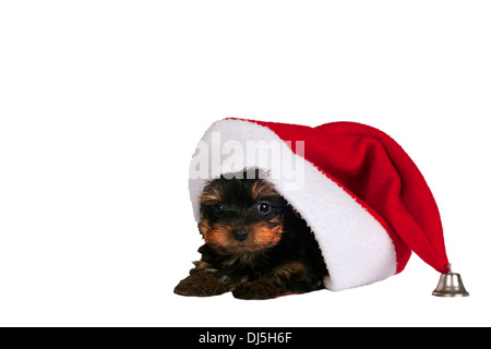 Carino Yorkshire terrier cucciolo con Santa hat su uno sfondo bianco. Foto Stock