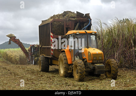 Il taglio di canna da zucchero, Mauritius Foto Stock