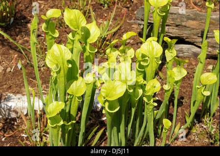 Piante di brocca Foto Stock