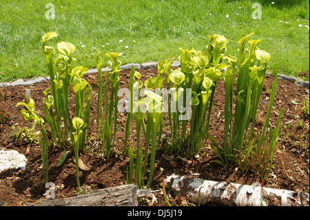 Piante di brocca Foto Stock