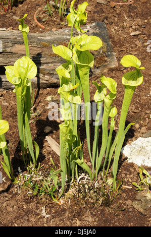 Piante di brocca Foto Stock