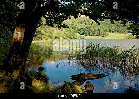 Guardando attraverso Loughrigg Tarn in estate Lake District National Park Cumbria Inghilterra Regno Unito GB Gran Bretagna Foto Stock