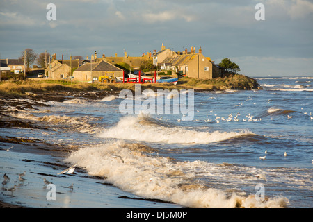 Testa nera Gabbiani fedding su alga mosche che vengono rimosse al di fuori dell'alga marina sulla linea del filamento ad alta marea, a Boulmer, Northumberland, Regno Unito. Foto Stock