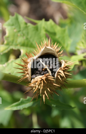 Thornapple Foto Stock