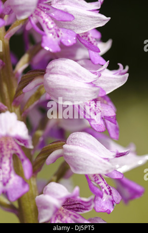 Orchidea di casco Foto Stock