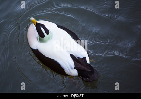 Un maschio di Common Eider Duck (Somateria mollissima) nel camminare, Northumberland, Regno Unito. Foto Stock