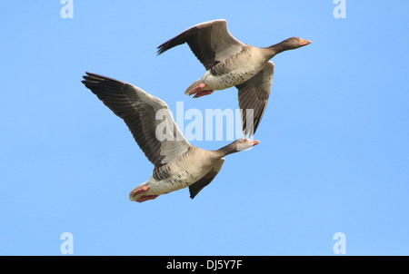 Due oche Graylag (Anser anser) in volo Foto Stock