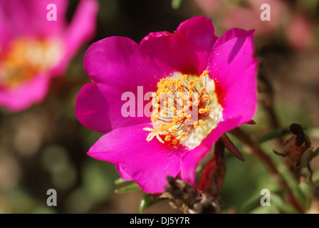 Muschio-rosa Foto Stock