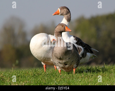 Graylag goose (Anser anser) in posa insieme a due ibridi oche bianco Foto Stock