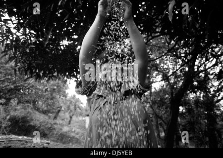 La donna indigena del gruppo etnico nativo Ngabe & Bugle ordina semi nella regione di Comarca Quebrado, riserva Guabo nella provincia di Chiriqui, Repubblica di Panama Foto Stock