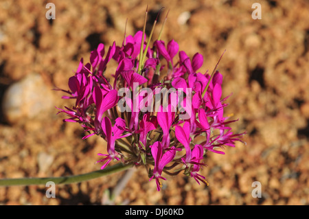 Pelargonium incrassatum Foto Stock