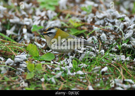 Firecrest Regulus ignicapilla Foto Stock