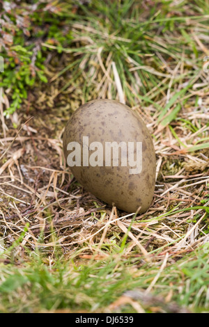 Uovo di grande skua nel nido, Fair Isle, Shetland Foto Stock