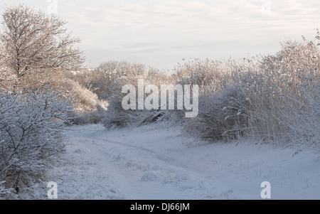 Un paesaggio il pupazzo di neve bagnata in inizio di mattina di luce, Berkheide, Katwijk aan Zee, South Holland, Paesi Bassi Foto Stock