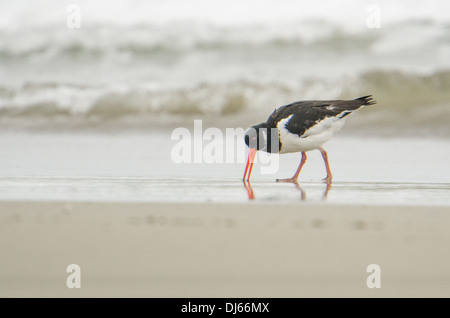 (Oystercatcher Haematopus ostralegus) alimentazione alla linea di marea vicino al promontorio nsiano, Cornwall. Foto Stock