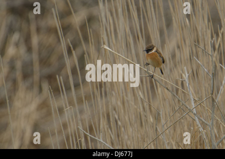 Maschio (Stonechat Saxicola torquata), la regola dei terzi, seduti su canne. Foto Stock