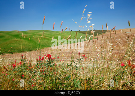 Toscana, San Quirico D'orcia; Foto Stock