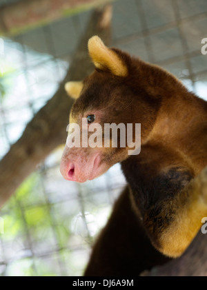 Struttura Goodfellows Kangaroo Dendrolagus goodfellowi , Madang, Papua Nuova Guinea Foto Stock