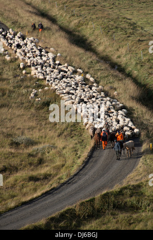 Pecore round-up a Reykholt in autunno a sud dell'Islanda. Dopo il round-up le pecore sono ordinati in penne e raccolti dagli agricoltori locali. Foto Stock