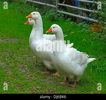 Tre bianchi oche domestiche, Anser anser domesticus o Anser cygnoides Foto Stock