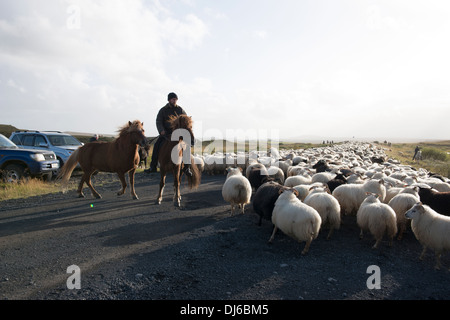 Pecore round-up a Reykholt in autunno a sud dell'Islanda. Dopo il round-up le pecore sono ordinati in penne e raccolti dagli agricoltori locali. Foto Stock