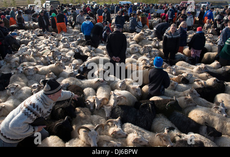 Pecore round-up a Reykholt in autunno a sud dell'Islanda. Dopo il round-up le pecore sono ordinati in penne e raccolti dagli agricoltori locali. Foto Stock