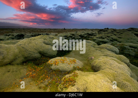 Eldhraun campo di lava, moss coperte di tappi di lava, a ovest di Kirkjubaer, Islanda, Europa Foto Stock