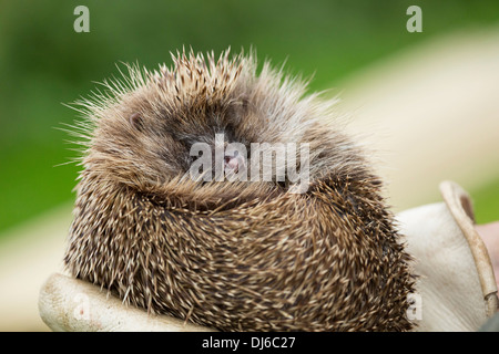 Unione Riccio, Erinaceus europaeus Foto Stock