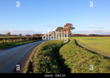 Un incurvamento strada rurale accanto a terreni coltivati e siepi con colori d'autunno querce sotto un cielo blu nelle zone rurali Yorkshire. Foto Stock