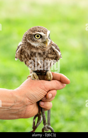 Piccolo gufo, Athene noctua Foto Stock