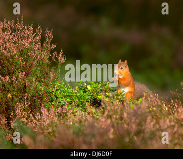 Eurasian scoiattolo rosso Sciurus vulgaris Foto Stock