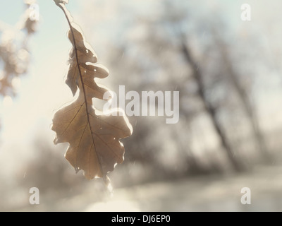 Coperte di ghiaccio congelate di foglie di quercia su un albero in pioggia su una soleggiata giornata autunnale. Natura astratta closeup scenario. Foto Stock
