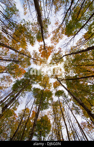 Ampio angolo di visione americana del bosco di faggio in autunno Foto Stock