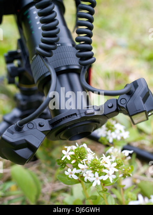 La fotografia macro di fiori con dual flash sistema di macro per fotocamera Canon e la lente Foto Stock