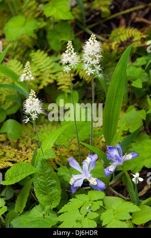 E Foamflower Crested Dwarf Iris in mezzo alle felci e muschi nel Parco Nazionale di Great Smoky Mountains in Tennessee Foto Stock