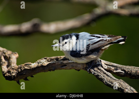 Bianco-breasted picchio muratore sul ramo di corniolo Foto Stock