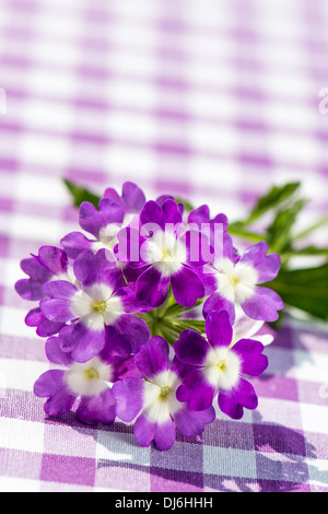 La verbena viola fiore su un plaid sfondo Foto Stock