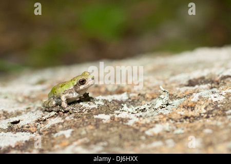 Metamorph settentrionale treefrog grigio - Hyla versicolor Foto Stock