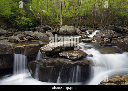 Polo Centrale della Little Pigeon River nel Parco Nazionale di Great Smoky Mountains in Tennessee Foto Stock