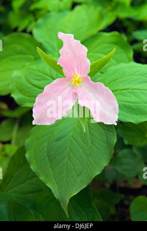 A FIORE GRANDE Trillium in Great Smoky Mountains Natiional Park in Tennessee Foto Stock