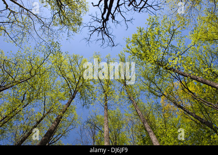 Nuova molla Foglie sugli alberi lungo il portiere Creek Trail nel Parco Nazionale di Great Smoky Mountains in Tennessee Foto Stock