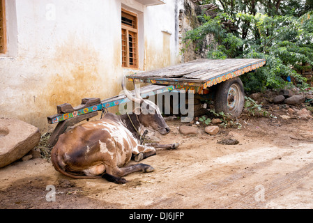 Indian carrello di giovenco e zebù in un territorio rurale villaggio indiano. Andhra Pradesh, India. Foto Stock