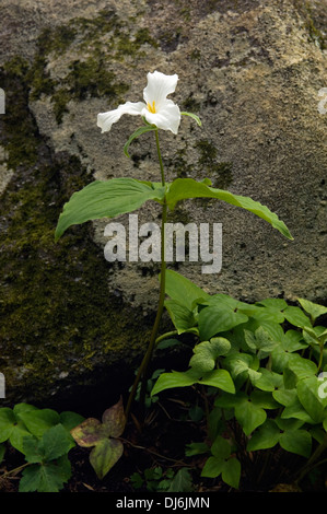 Trillium bianco Foto Stock