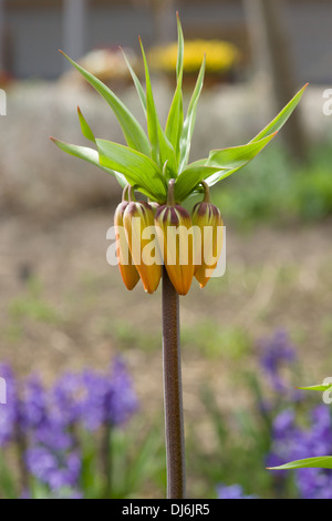Fritillaria imperialis (corona imperiale o Kaiser a corona) Foto Stock