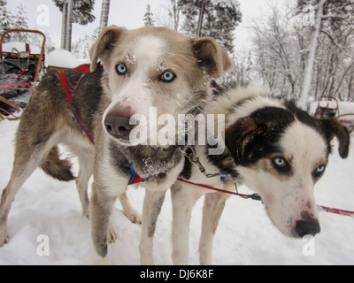 Cani Husky attaccato alla slitta trainata da cani Foto Stock